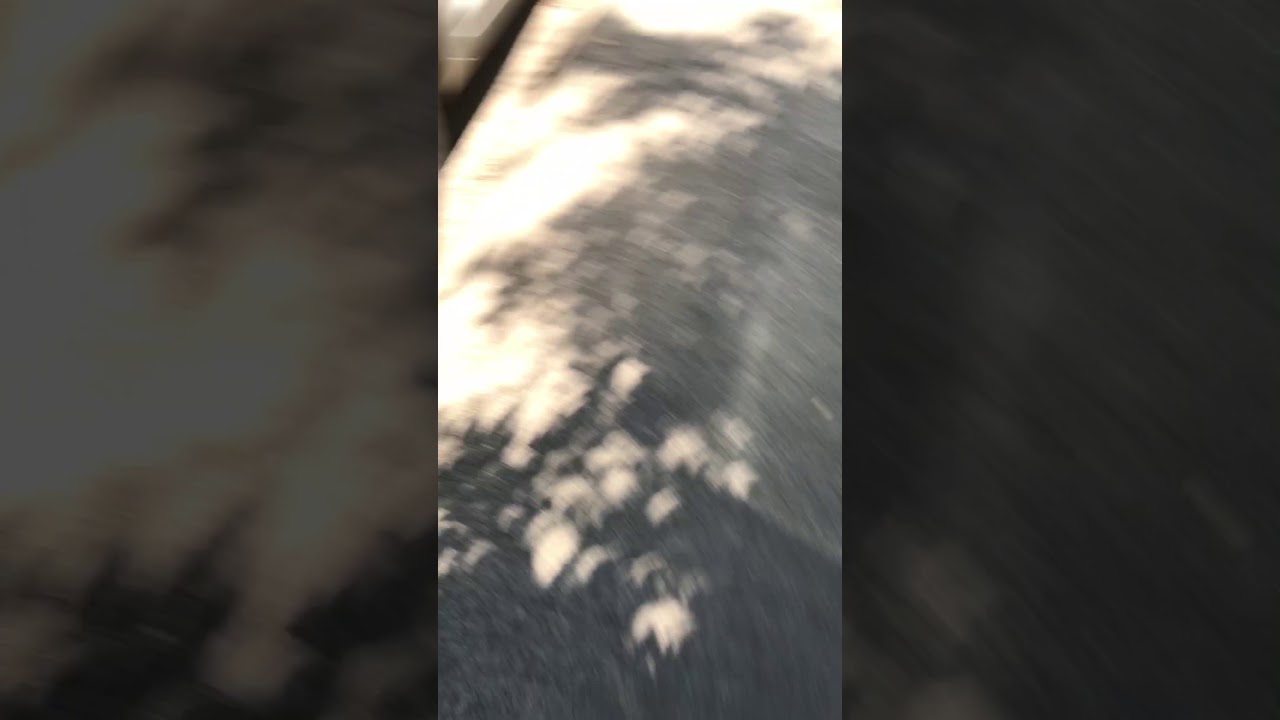 Shadow of a tree during an eclipse