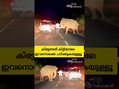 രണ്ടെണ്ണം അടിച്ചാൽ ദിനോസറിനെ വരെ മെരുക്കും 😂🔥 #elephant #funnyelephant #shorts #viralshorts