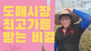 도매시장 최고가를 받는 비결] 상추포장방법