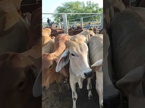 FEIRA DO GADO EM CIPÓ BA