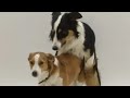Mating Meeting Dog Happy To Waiting For Next Second Round Dogmom Dog Cutebaby