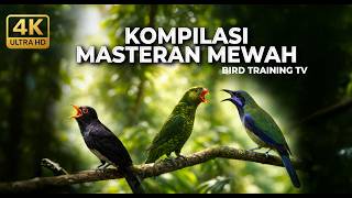 Download lagu 🔴 Live Masteran Kompilasi Mewah Cucak Cungkok Gacor vs Perkici Gacor vs Violet Cungko Gacor Panjang mp3