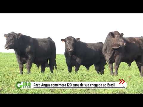 ANGUS COMPLETA 120 ANOS NO BRASIL E CELEBRA TRAJETÓRIA