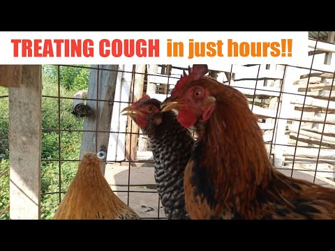 TREATING COUGH IN CHICKENS IN JUST HOURS / Easy way.