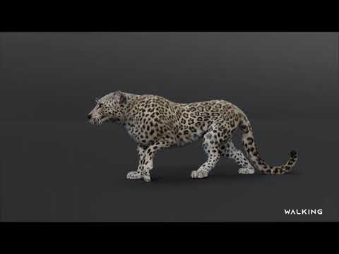 3D CGI Leopard - Wildlife