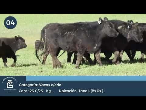 Lote Vc c/ cría - Tandil  Bs As