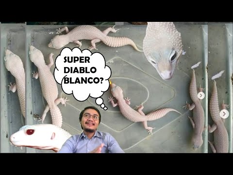 5+1 Ciri Beda Supersnow Diablo Blanco Vs. (Snow) Tremper Eclipse Blizzard | Reptile Leopard Gecko