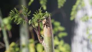 Moringa Roots Are Amazing! Harvesting and Replanting Moringa Roots