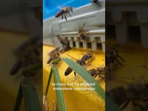 Coach Pszczoła. Odc.1 Mózg i praca... #coaching #mózg #pszczoły #porady