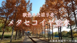 🍁メタセコイヤ並木～西脇市日本へそ公園～