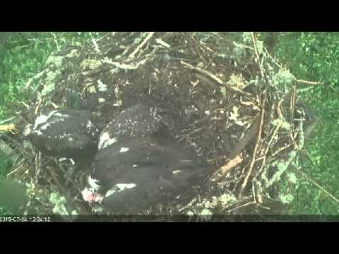 Woods Hole Osprey July 14, 2015  Extreme Sibling Aggression