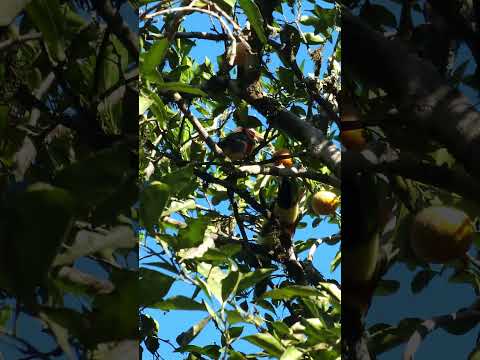 Tucanes fajados en la Reserva @ecoalmaviajera en Puerto Piray, Montecarlo, Misiones