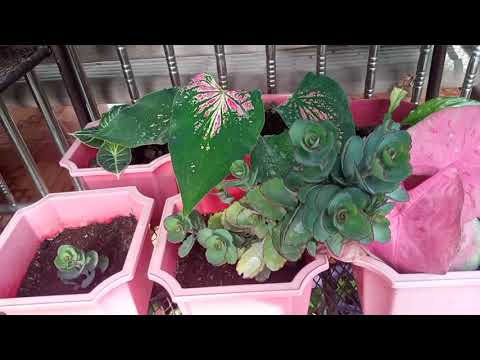 VLOG # 49 RELAX & COLLECTING FLOWERS @ MAM RIZALYN TABUGA RESIDENCE: