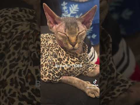 Sphynx beautiful tiger