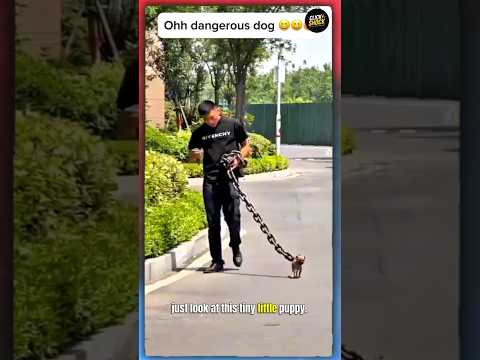 🐶 This Puppy Got the BIGGEST Chain Ever! 😂 Why So Serious? #Shorts #ViralVideo #ClickShock