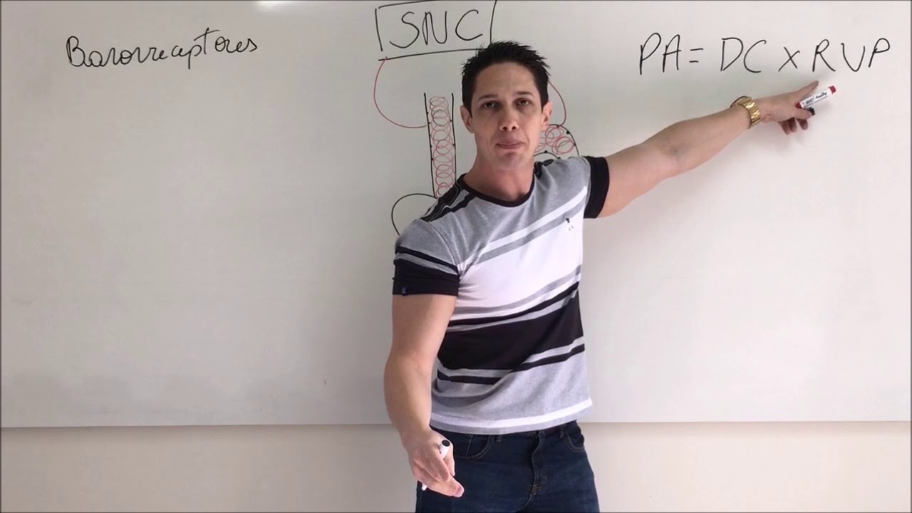 Controle da pressão arterial: mecanismo dos Barorreceptores