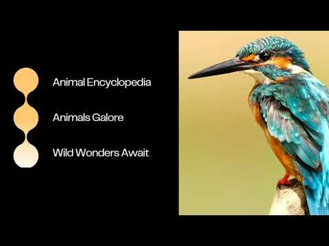 Animal Guide