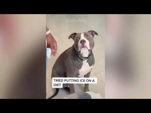 Cat Reaction to Cutting Cake   Funny Dog Cake Reaction Compilation