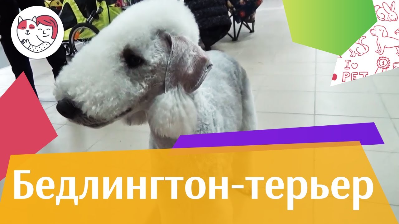 Бедлингтон терьер на ilikepet. Особенности породы, уход