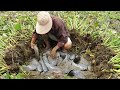 Best Fishing 2021 Catching A Lot Fish Under Grass In Mud Dry Season