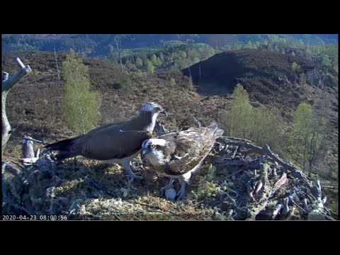 Proud parents: the Loch Arkaig Ospreys show off their brand new egg 23 April 2020