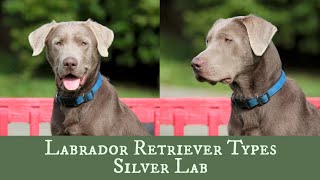 Silver Labrador Retriever - Is It Right For Your Family