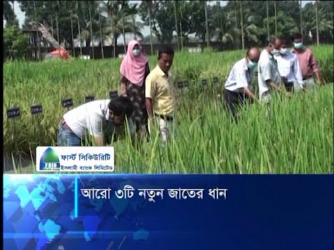 আরো ৩টি নতুন জাতের ধান