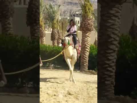 My camel riding at work activity 🐫