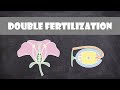 Double Fertilization Angiosperms Plant Biology