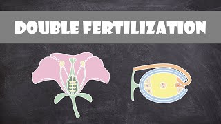 Double Fertilization (Angiosperms)