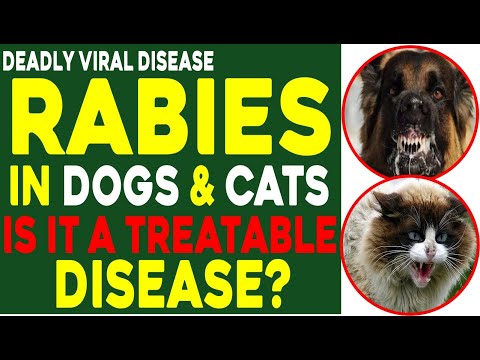 Rabies in Cats & Dogs
