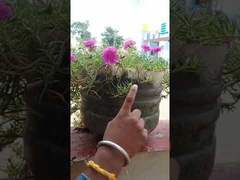 Bud to Flower activity  Diganth Grade1