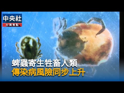 蜱蟲寄生牲畜人類 傳染病風險升溫