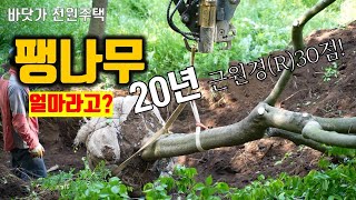 마당에 20년짜리 거대한 팽나무를 심었습니다. 작업이 정말 엄청나게 섬세하더군요! 바닷가에서 잘 자란다는 고…
