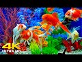 Aquarium 4K VIDEO (ULTRA HD) 🐠 Beautiful Relaxing Coral Reef Fish - Relaxing Sleep Meditation Music