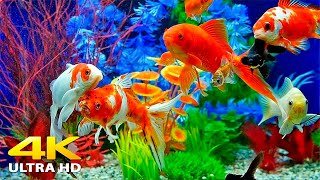 Aquarium 4K VIDEO (ULTRA HD) 🐠 Beautiful Relaxi