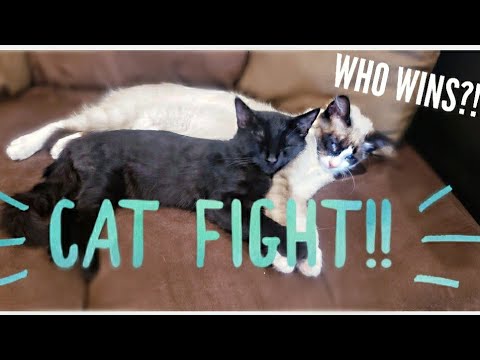 I could watch this ALL DAY!!! // Who's cuter?! FUNNY kittens!!