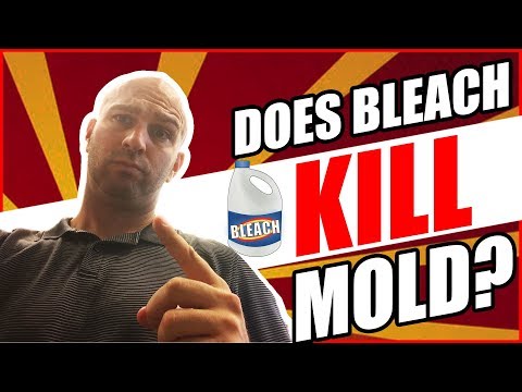 image-How much Bleach does it take to kill mold?