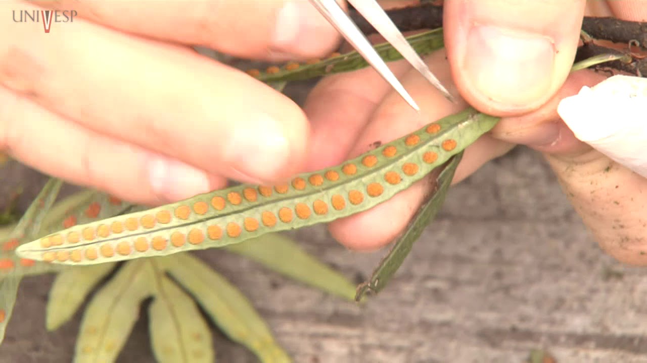 Taxonomia Vegetal - Aula 12 - Localização dos grandes grupos na natureza: praça / parque