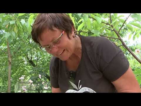 Eye grafting: Grafting a wild cherry tree by budding | MDR Garden