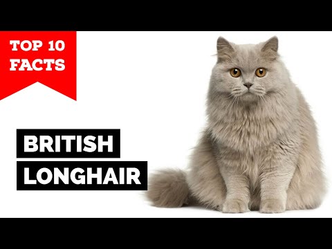 British Longhair-TOP 10 FACTS