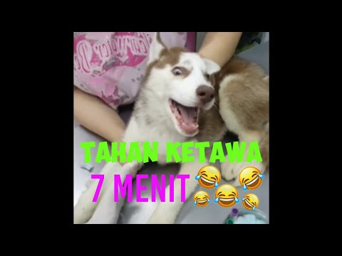 Binatang konyol hahaha