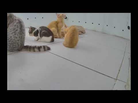 😍 You Laugh You Lose Dogs And Cats 🐱😻 Funniest Catss 2025 🐱❤️