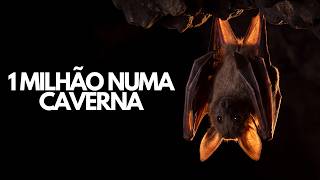 O MUNDO SECRETO DOS MORCEGOS | A Vida Dentro das Cavernas - Documentári