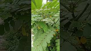 Download lagu leaf !! betuk daun gelinggang mp3