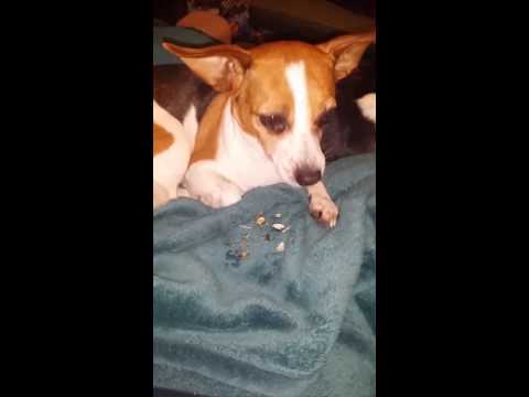 Bam-Bam eating my sunflower seeds