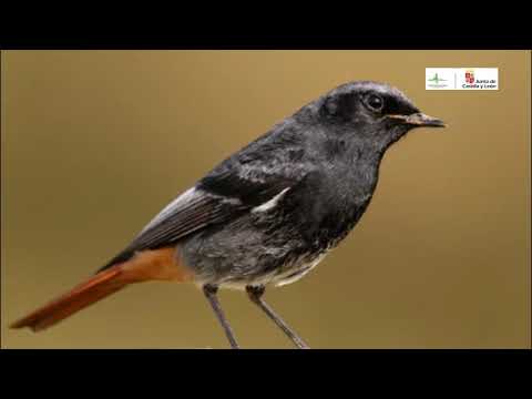 Aves desde mi ventana - Capítulo 3