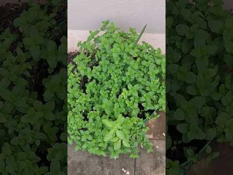, title : 'easy mint growing way  in city #growbag  #gardeningtips  #rooftopgarden'