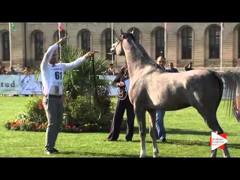 N.61 BEBARS EL FARIDA - Chantilly 2015 AWC - Colts 3 years old (Class 8)