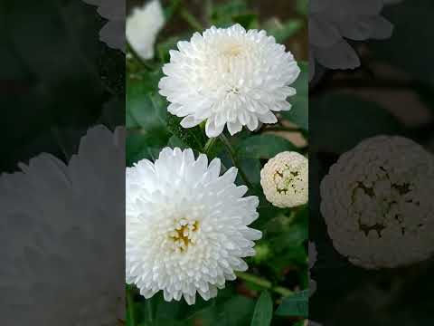 A Beautiful Collection Of Flowers In My Garden 🌺🌹🌺🌺